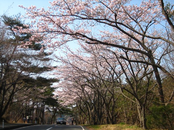 🏞️ 오지 마시오 관문 공원 (나코소노세키 코엔) 이미지 6